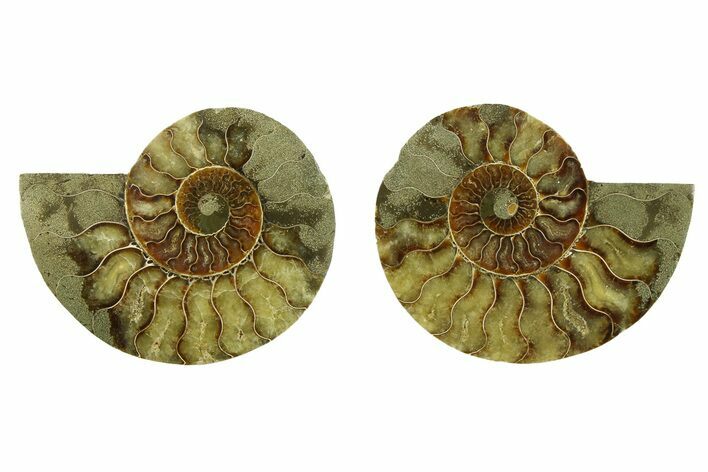Cut & Polished, Crystal-Filled Ammonite Fossil - Madagascar #283394